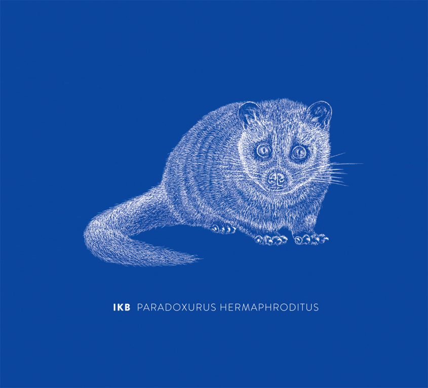 IKB "Paradoxurus hermaphroditus" CD sleeve illustration by Dilar Pereira