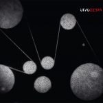 Uivo Zebra s/t CD sleeve